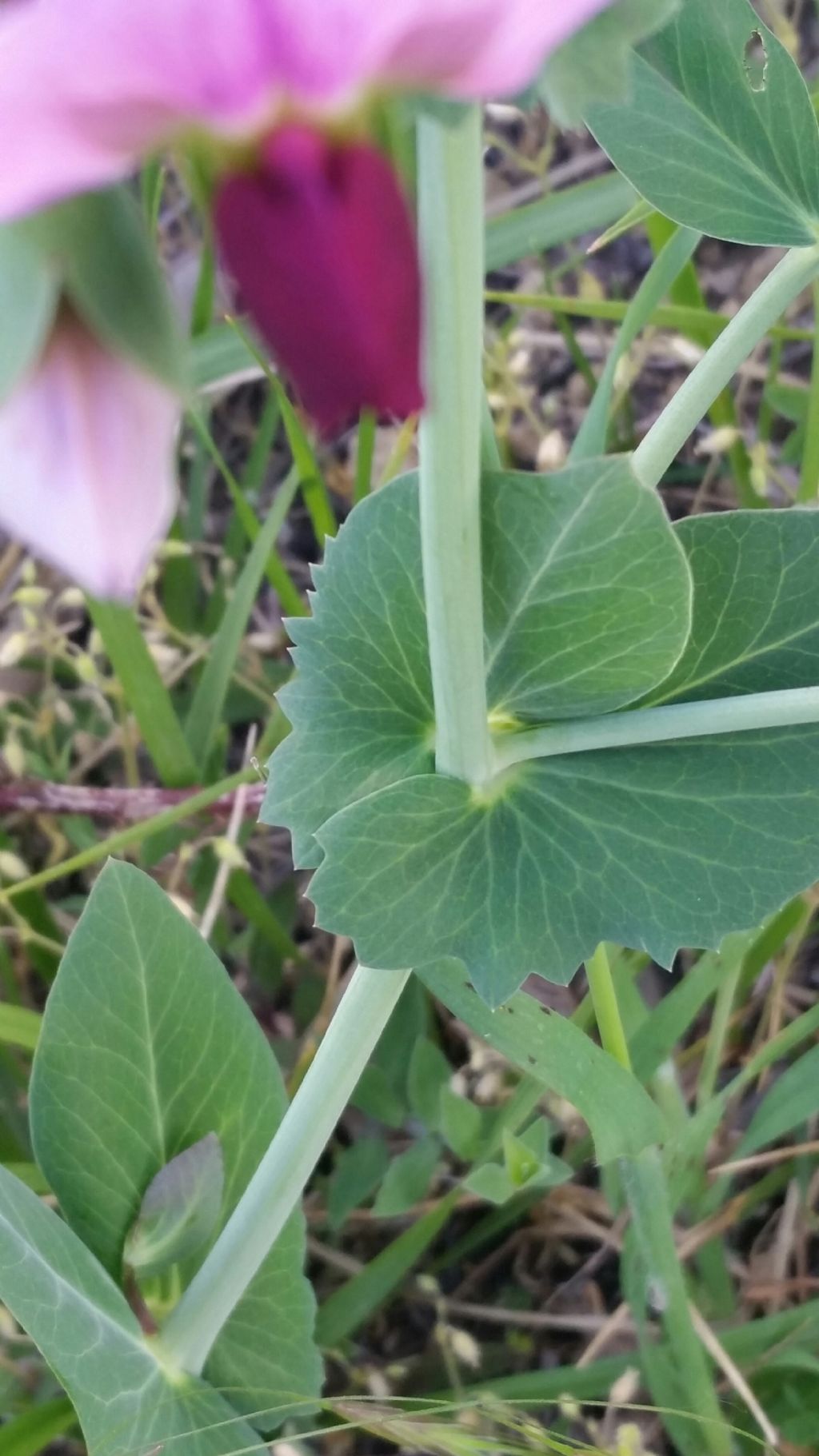 Pisum sativum selatius (Fabaceae)